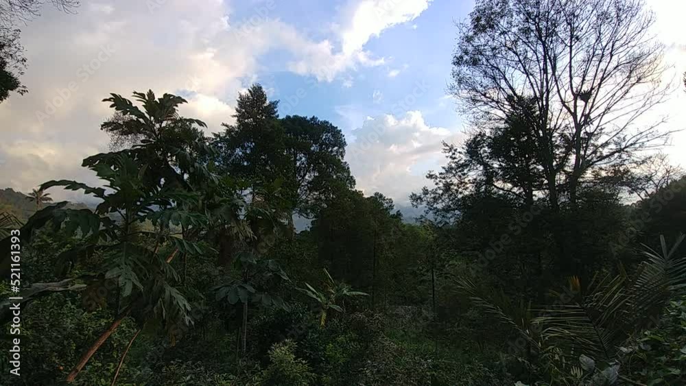 Colombia, time-laps, entre el bosque, momento de relajación, respira profundo Colombia, time-laps, entre el bosque, momento de relajación, respira profundo
