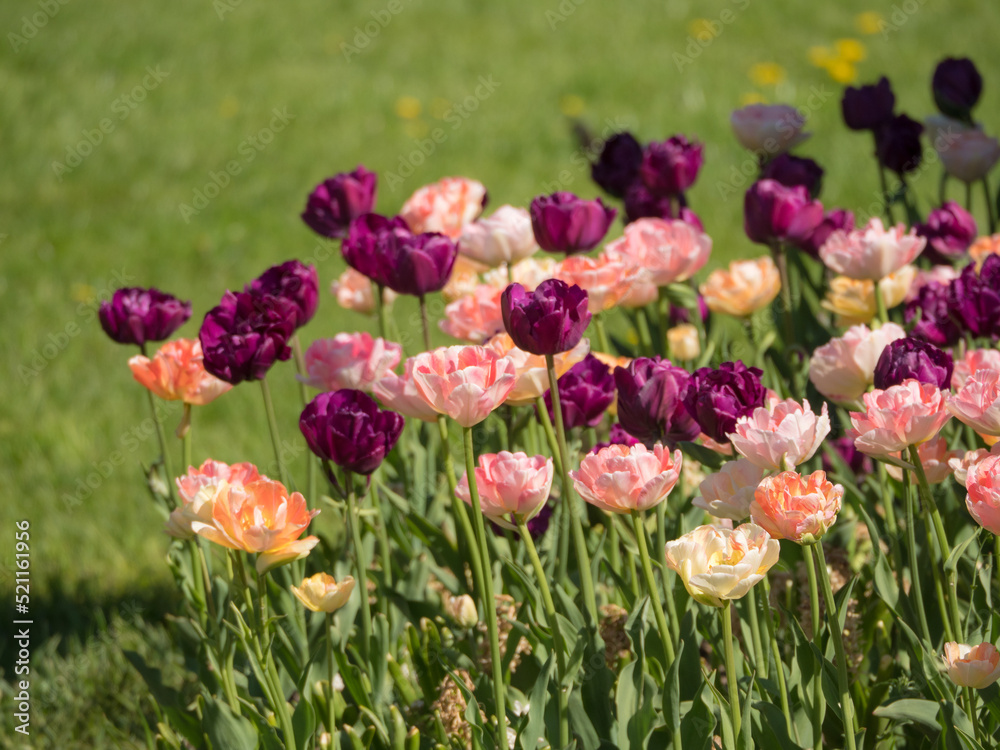 tulips on a sunny day