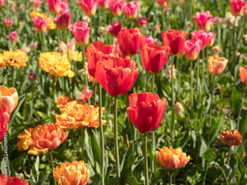 bright tulips on a sunny day