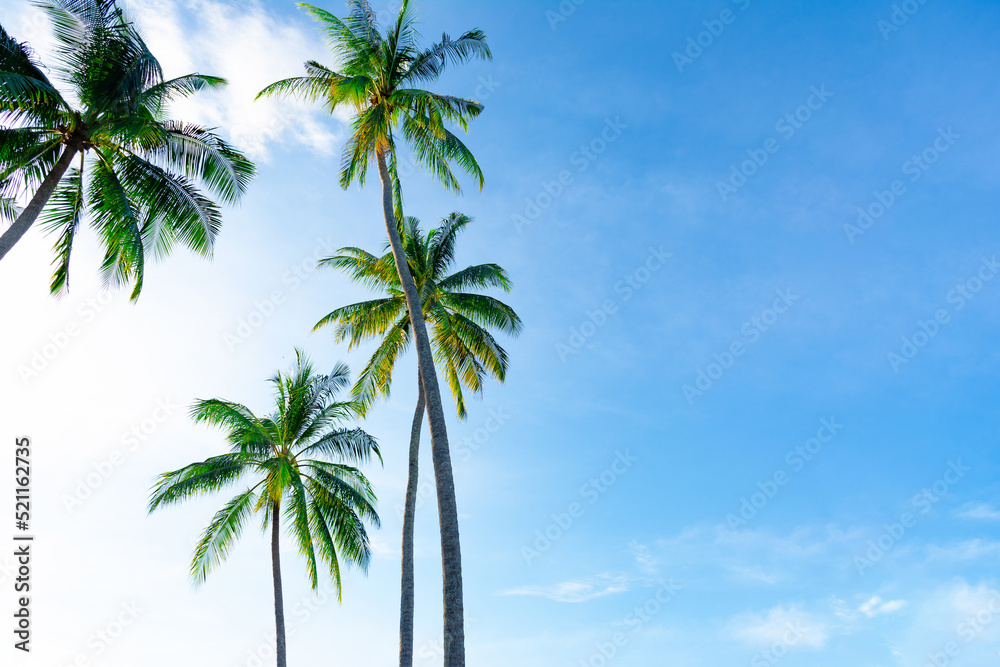 tall palm trees against the blue sky and sunlight