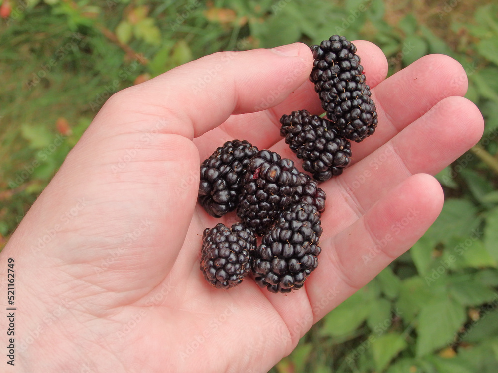 Ripe blackberries in the men's hand during harvest season. garden background Ripe blackberries in the men's hand during harvest season. garden background