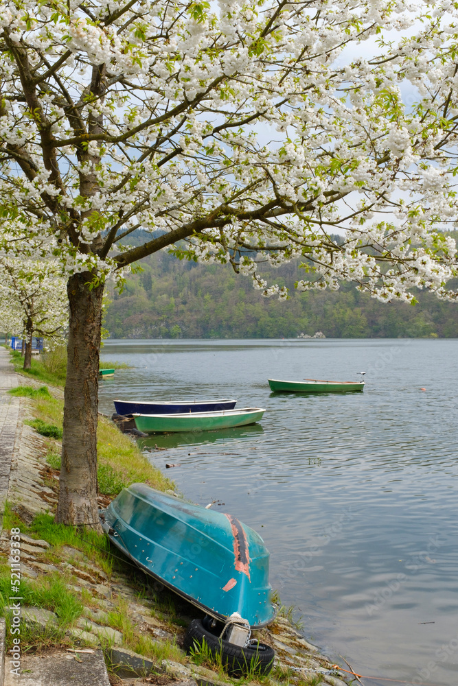 Blühender Kirschbaum und Ruderboote auf dem Edersee, Hessen, Deutschland, Europa Blühender Kirschbaum und Ruderboote auf dem Edersee, Hessen, Deutschland, Europa