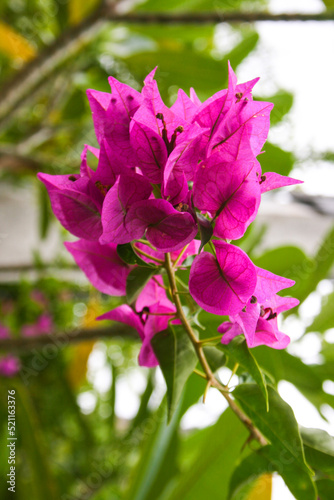  Pink bougainvillea blooms with beautiful petals in a Thai garden