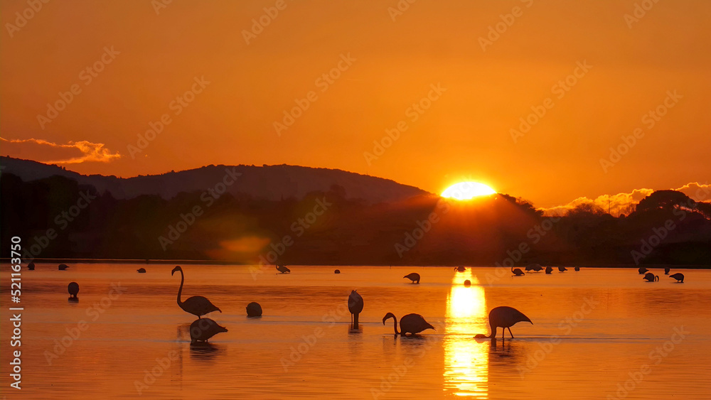 Fototapeta premium The flamingo in the sunset is a stunning image. 