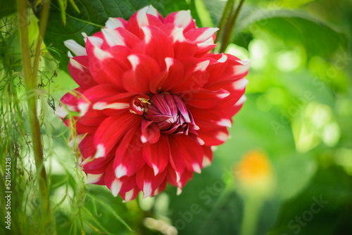 Flower of Dahlia. Selective focus with shallow depth of field.