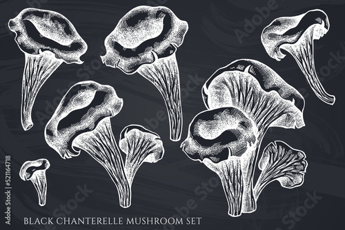 Vector set of hand drawn chalk black chanterelle