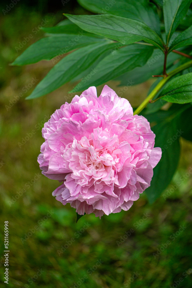 Beautiful double pink peony flowers in the garden. Beautiful double pink peony flowers in the garden.