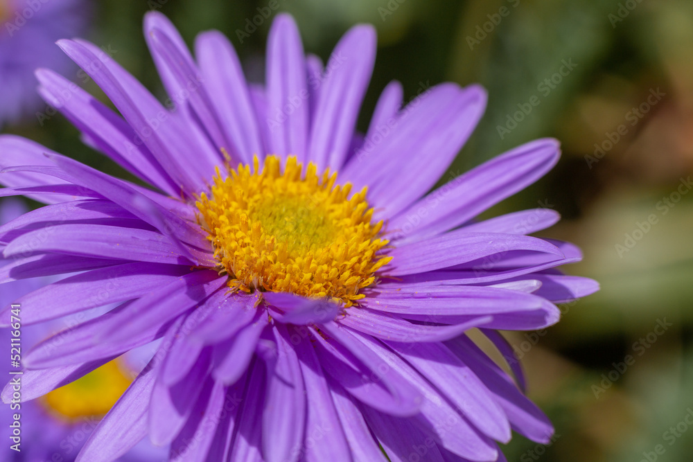 floral wallpaper. background with flowers macro photography, close-up of plants. small purple flowers. lilac astra