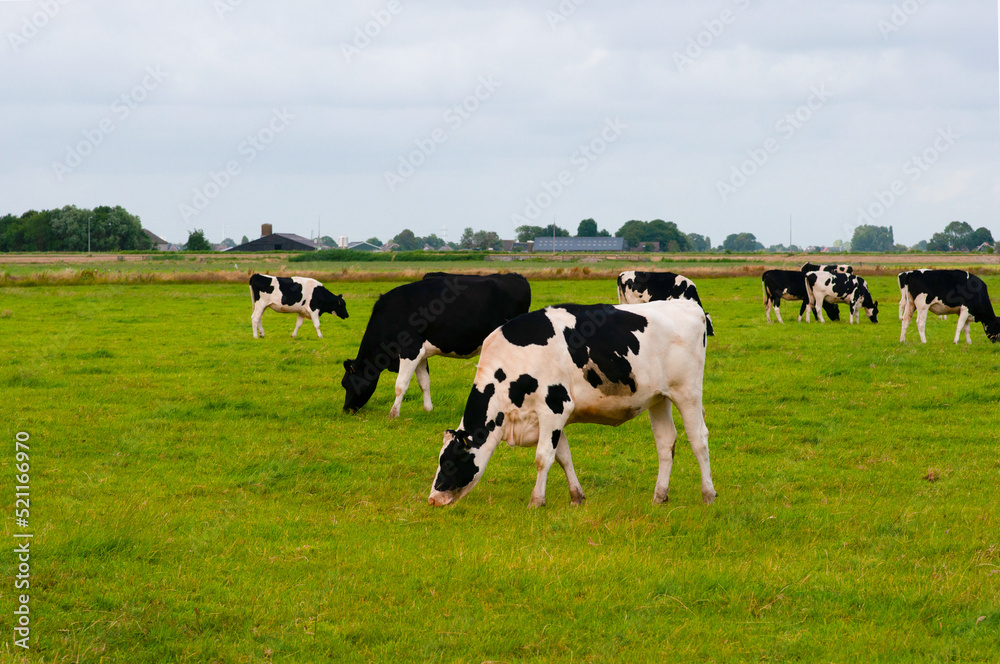 Black and white cows in the pasture.Netherlands.Farmers.Сows on a meadow