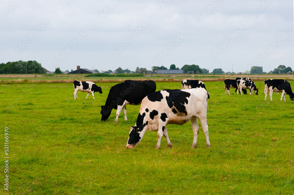 Black and white cows in the pasture.Netherlands.Farmers.Сows on a meadow Black and white cows in the pasture.Netherlands.Farmers.Сows on a meadow