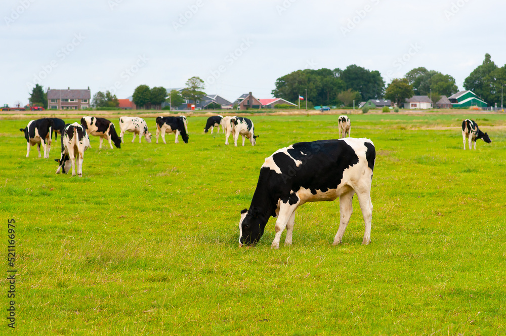 Black and white cows in the pasture.Netherlands.Farmers.Сows in a field Black and white cows in the pasture.Netherlands.Farmers.Сows in a field