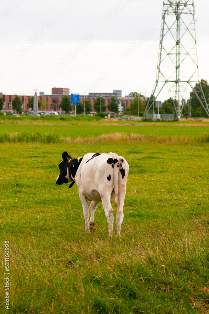 Young bull in the pasture. Black and white cow on green grass.Сow on a farm. Young bull in the pasture. Black and white cow on green grass.Сow on a farm.