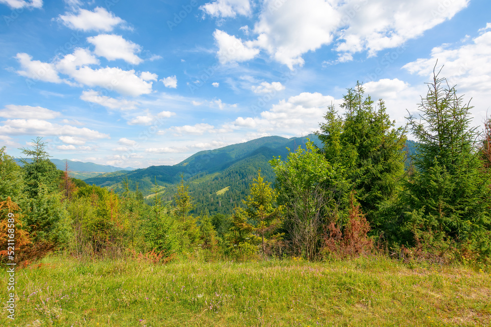 forest on the grassy hill. beautiful landscape of carpathian mountains in summer. countryside vacation season concept. sunny weather with fluffy clouds on the sky