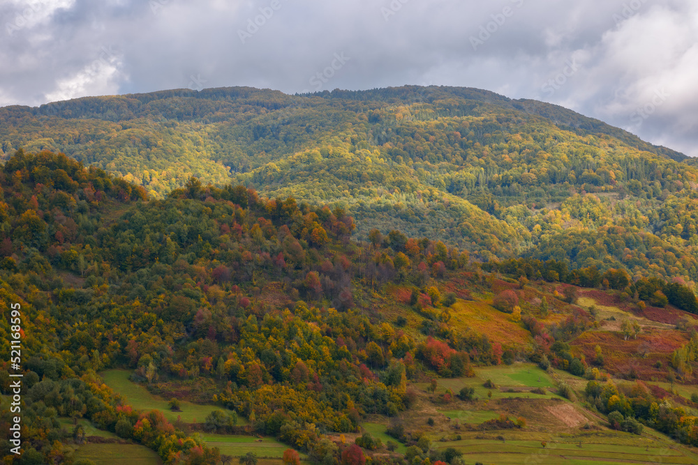 Obraz premium mountainous carpathian countryside in autumn. forest in fall foliage and rural fields on steep hills. beauty of colorful outdoor nature scenery in dappled light