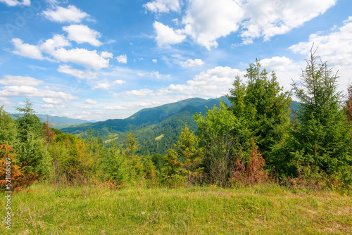 forest on the grassy hill. beautiful landscape of carpathian mountains in summer. countryside vacation season concept. sunny weather with fluffy clouds on the sky © Pellinni