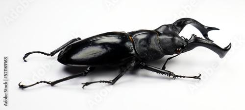 Beetle isolated on white. Giant black stag beetle Hexarthrius buqueti macro. Collection beetle, lucanidae, coleoptera, insects, entomology photo