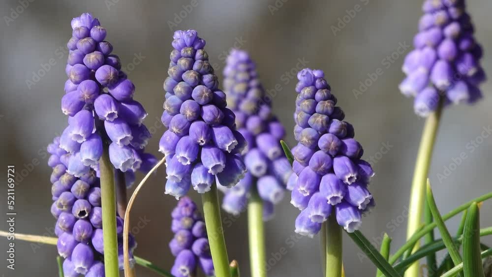 blue grape hyacinths in springtime in the nature blue grape hyacinths in springtime in the nature