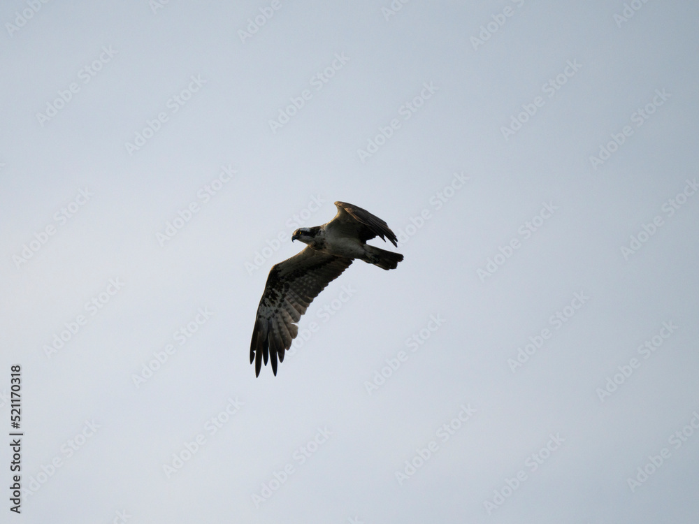 Fototapeta premium eagle in flight