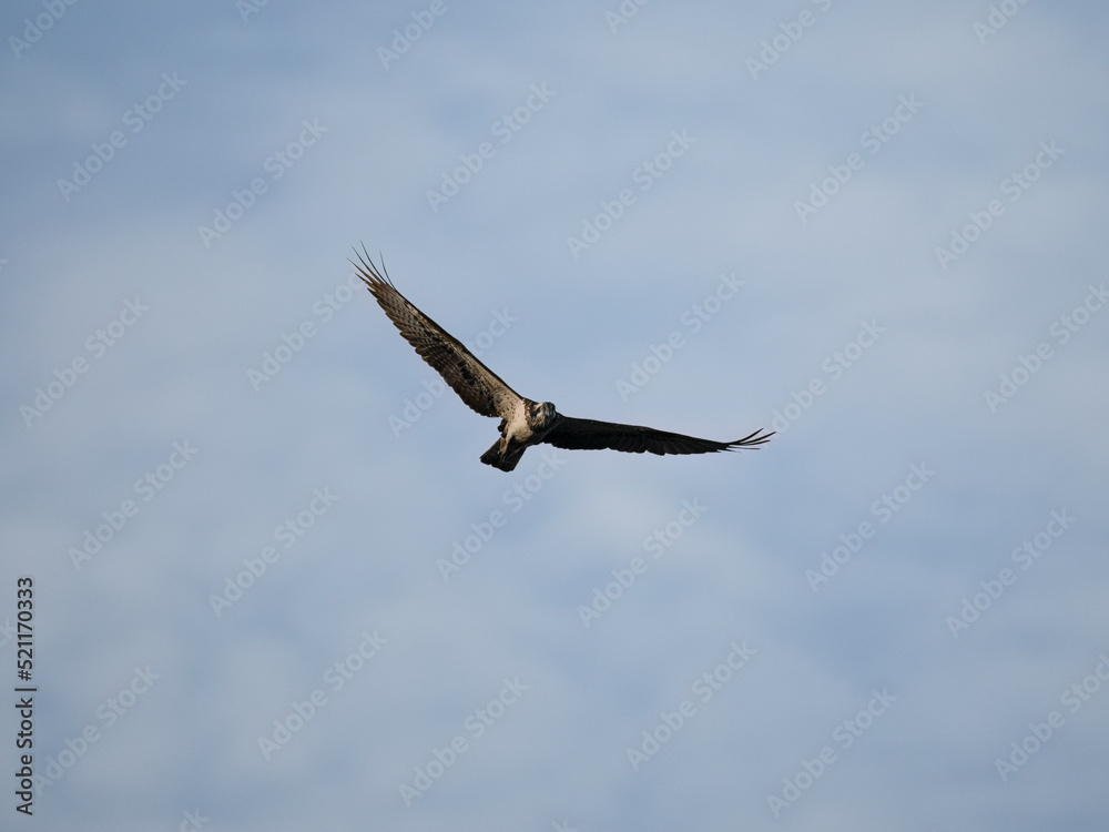 osprey in flight osprey in flight