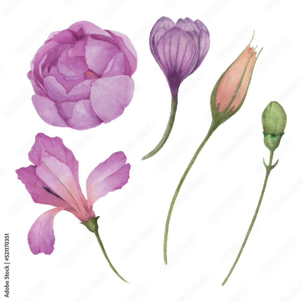 Watercolor flower set, various buds and blooming flowers illustration, decorative element design for greeting card, wedding invitation and background. Watercolor flower set, various buds and blooming flowers illustration, decorative element design for greeting card, wedding invitation and background.