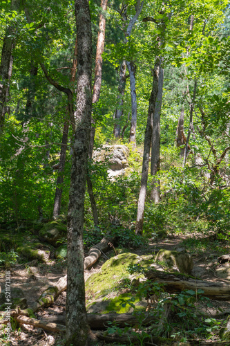 Many green trees in the summer forest