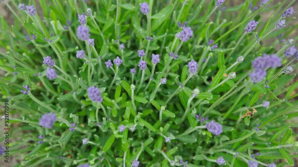 Fragrant purple lavender flowers in the garden Top Shot Close Up Zoom In Fragrant purple lavender flowers in the garden Top Shot Close Up Zoom In