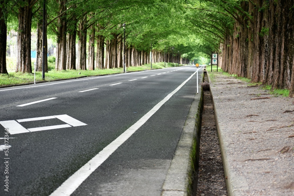 Obraz premium メタセコイヤの並木道、滋賀県、観光名所、フォトジェニック、夏、大木