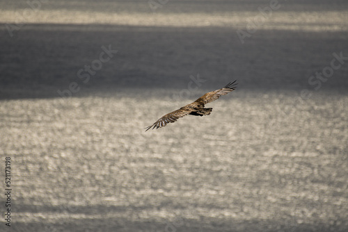 White-tailed eagle   Haliaeetus albicilla   flying over the blue ocean