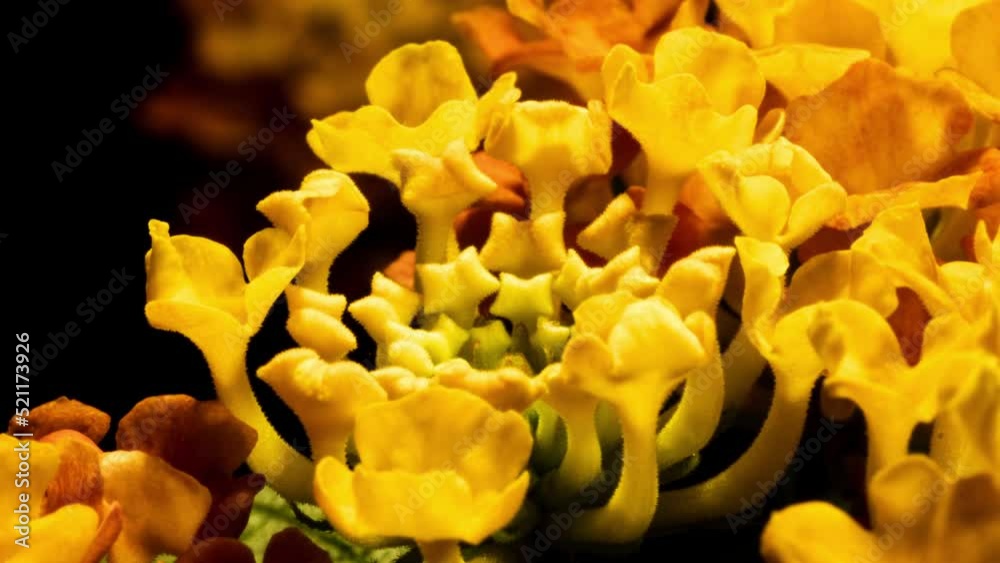 Lantana camara fireworks, vivid yellow orange flower blossoming, time lapse footage