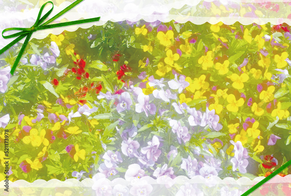 Fototapeta premium ビオラの花のポストカード背景素材