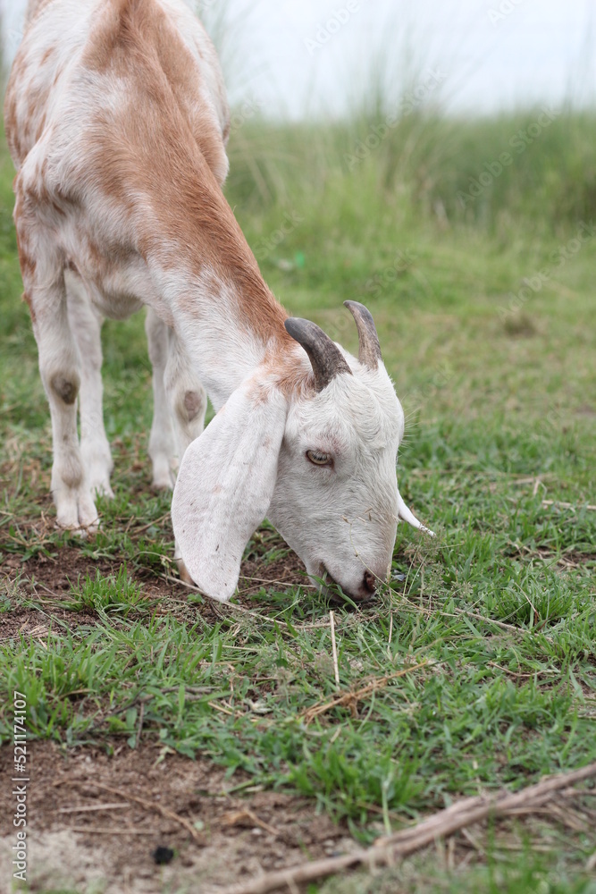 Obraz premium Goat eating grass on a meadow, goat grazing on a grassland