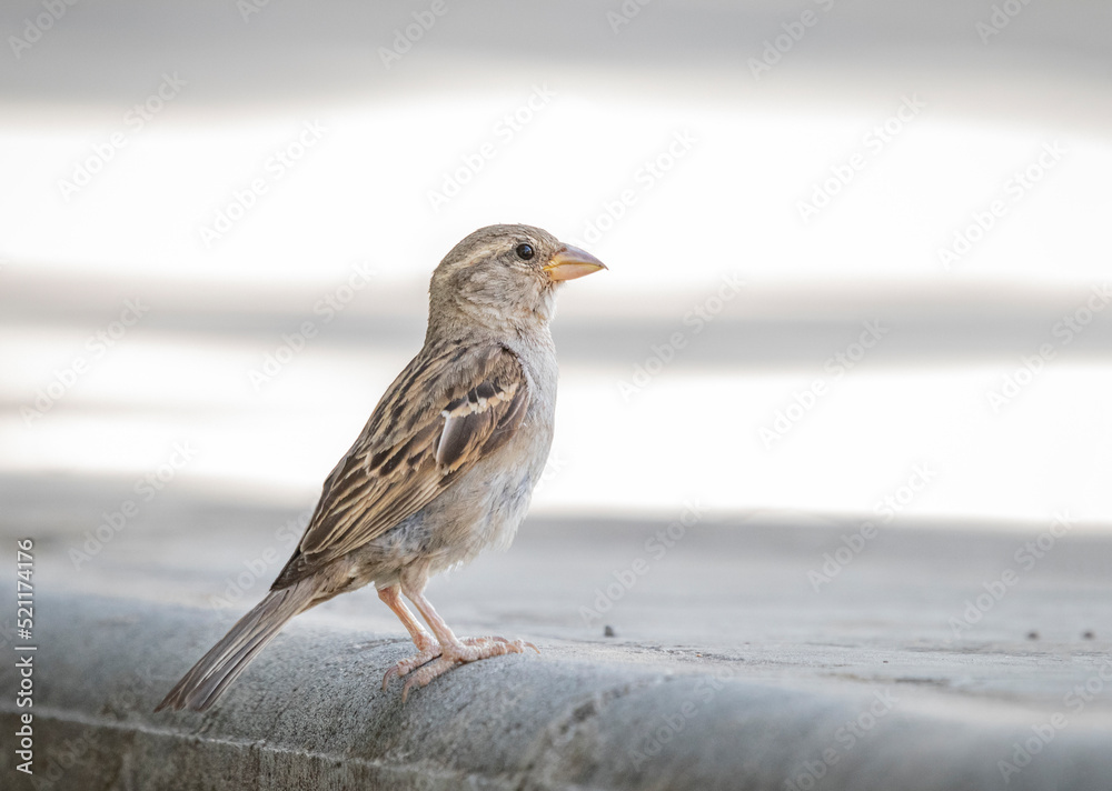 sparrow on the beach sparrow on the beach
