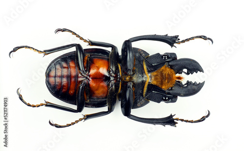 Beetle isolated on white. Giant stag beetle Odontolabis sommeri upside macro. Collection beetle, lucanidae, coleoptera, insects, entomology photo