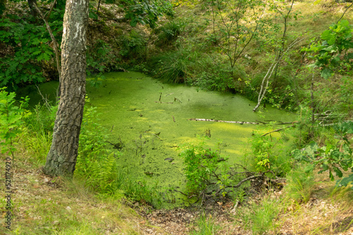 Green Forest Swamp