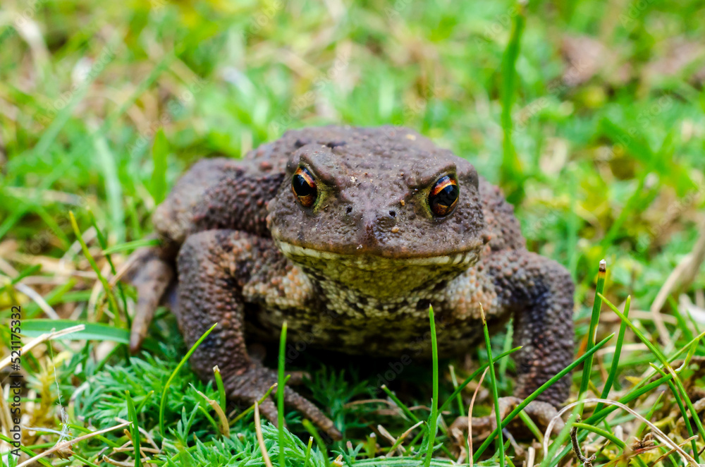 The common toad, European toad, or in Anglophone parts of Europe, simply the toad (Bufo bufo, from Latin bufo The common toad, European toad, or in Anglophone parts of Europe, simply the toad (Bufo bufo, from Latin bufo