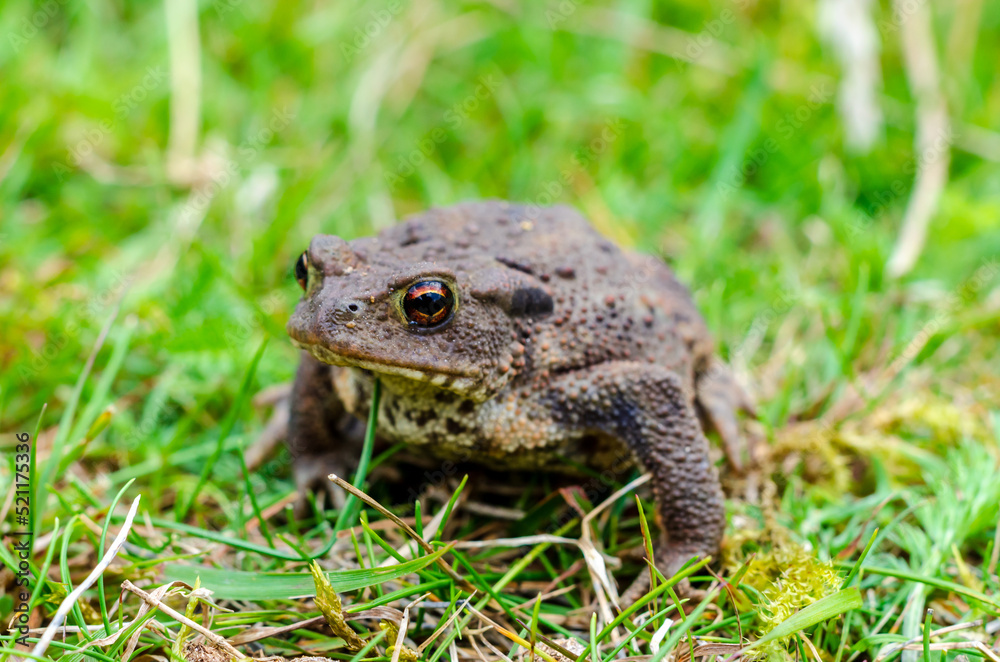 The common toad, European toad, or in Anglophone parts of Europe, simply the toad (Bufo bufo, from Latin bufo The common toad, European toad, or in Anglophone parts of Europe, simply the toad (Bufo bufo, from Latin bufo