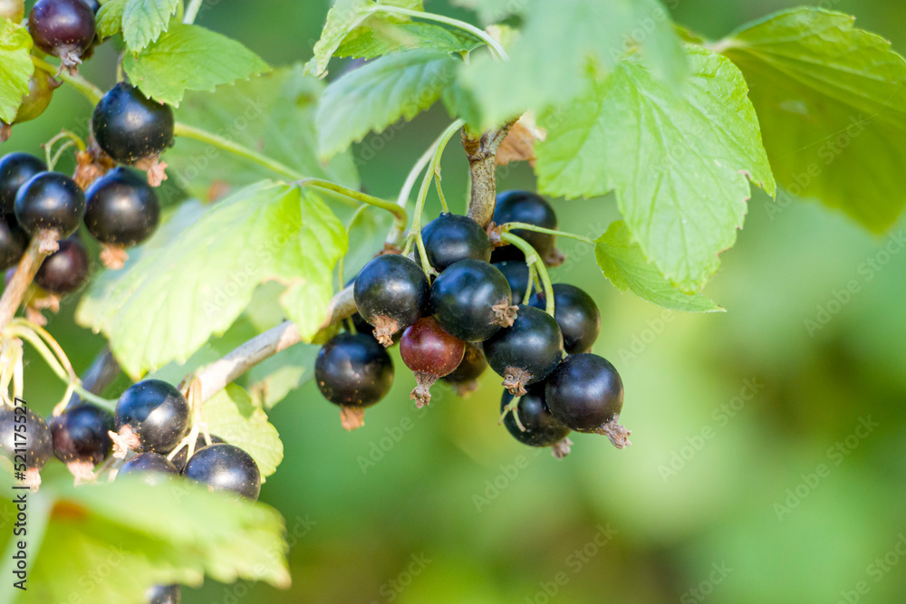 Blackberry. Black currant berries. Ripening of blackcurrant fruits. Blackberry. Black currant berries. Ripening of blackcurrant fruits.