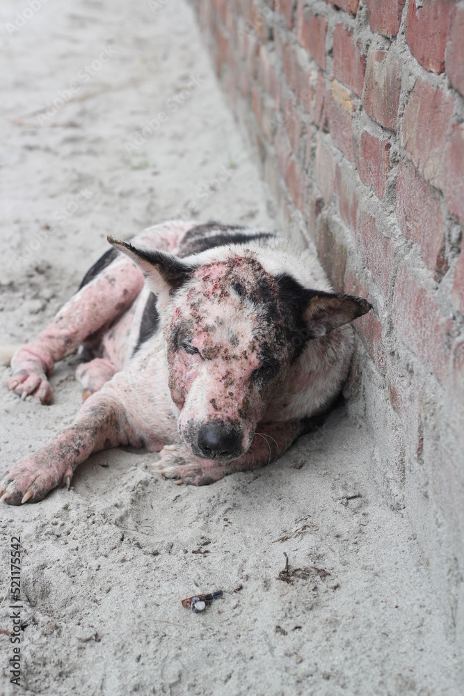 Fototapeta premium Dog leprosy skin disease, dog skin infection, dermatitis disease closeup shot