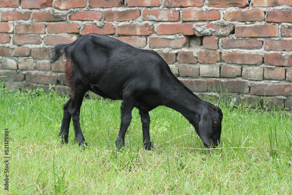 A black goat eating grass, goat grazing on a green meadow