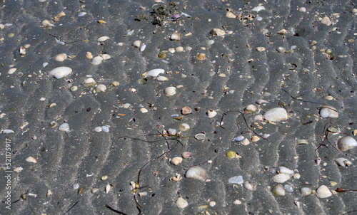 Wallpaper Mural Wet grey sand groove formations and many seashells at the shore of Koronisia, Preveza, Greece. Torontodigital.ca
