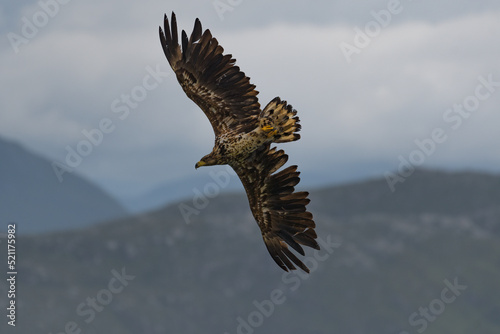 White tailed eagle ( Haliaeetus albicilla ) flying with clouds and mountain as background