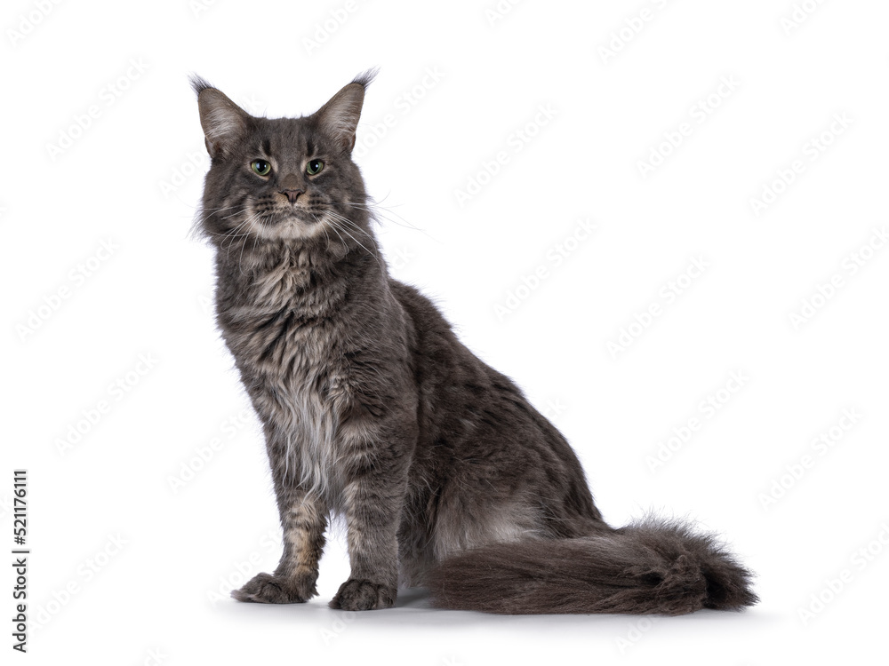 Majestic blue male Maine Coon cat, sitting up side ways. Looking side ways away from camera. Isolated on a white background.