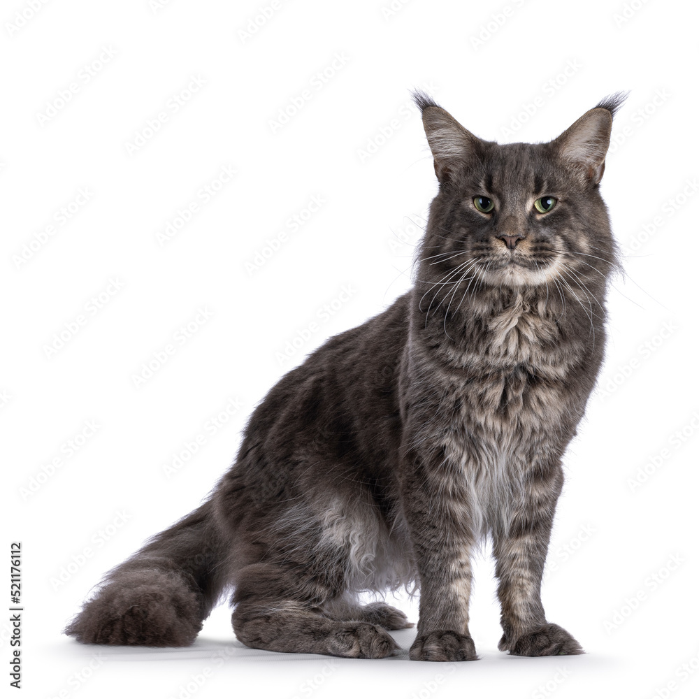 Majestic blue male Maine Coon cat, standing up side ways. Looking side ways away from camera. Isolated on a white background.