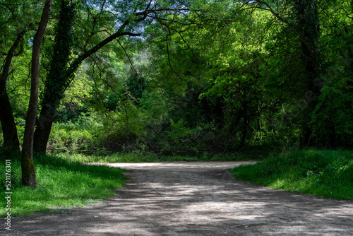 Dirt road between tall trees that form a gate. Zirou Lake, Preveza, Greece.