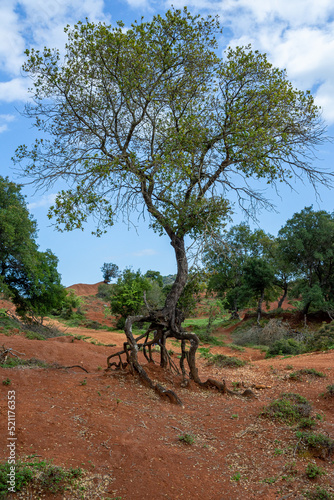 Wallpaper Mural Tree with exposed roots in Kokkinopilos (red clay), Preveza Greece, a unique geological phenomenon. Torontodigital.ca
