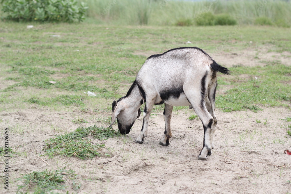 Goat eating grass on farmland, goat grazing on a meadow Goat eating grass on farmland, goat grazing on a meadow