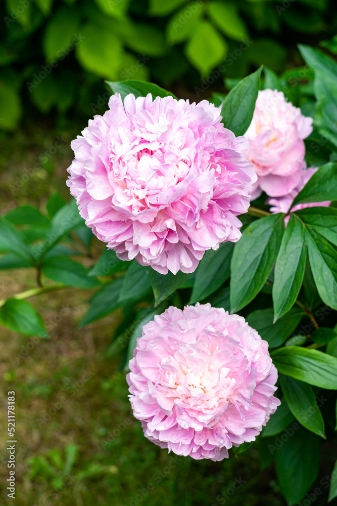Beautiful double pink peony flowers in the garden.