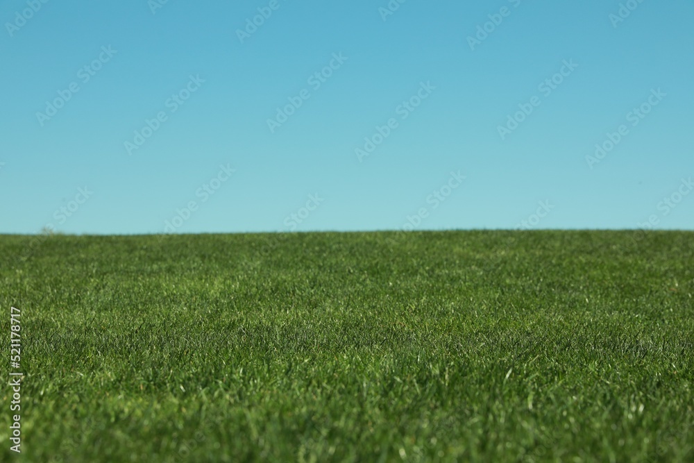 Fresh green grass growing under blue sky outdoors Fresh green grass growing under blue sky outdoors