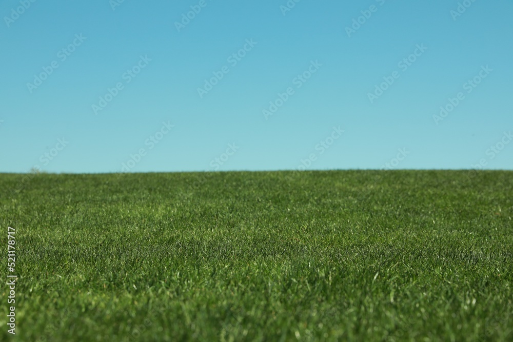 Fresh green grass growing under blue sky outdoors