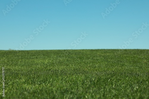 Fresh green grass growing under blue sky outdoors